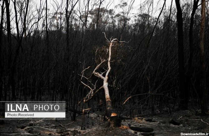 آخرین خبر | عکس/ جنگل های سوخته استرالیا