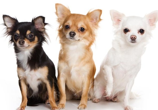 مشخصات کامل، قیمت و خرید نژاد سگ چی واوا (Chihuahua) | پت راید