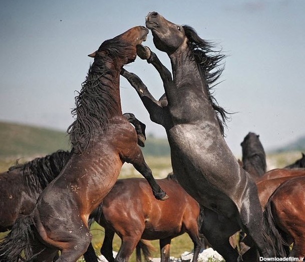 عکس/حرکات نمایشی اسب های زیبا