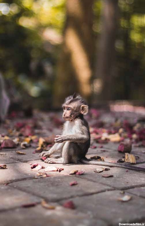 دانلود تصویر بچه میمون روی زمین | تیک طرح مرجع گرافیک ایران