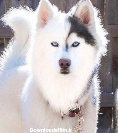 عکس از سگ گرگی سفید