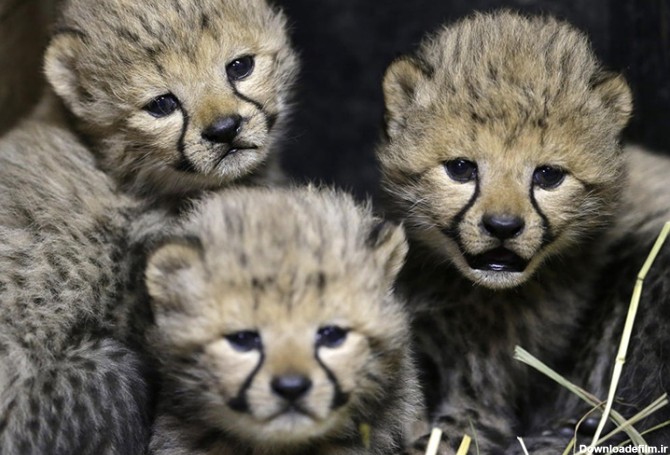 عکس روز: سه بچه یوزپلنگ - همشهری آنلاین