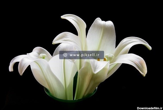 عکس با کیفیت از گل های سفید در ظرف آب