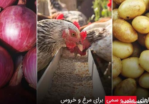 غذاهای مضر و سمی برای مرغ و خروس - چیکن دیوایس