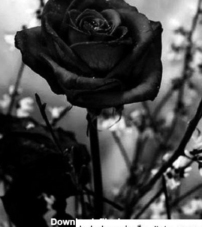 عکس گل رز سیاه غمگین