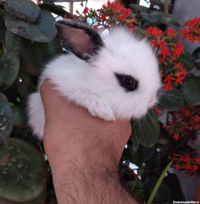 بچه خرگوش های زیبا - تیزرینگ