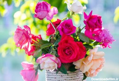 دانلود عکس گل رز و نور گرم در پس زمینه باغ لحظات زیبا