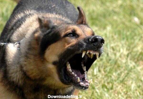 مقایسه شدت حمله نژادهای مختلف سگ ها - تماشایی