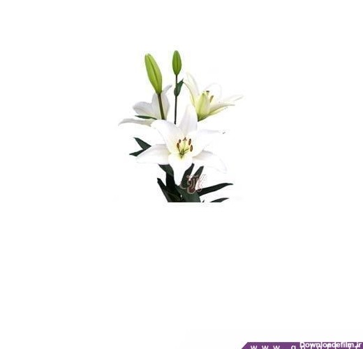 تک شاخه گل زیبا - گل لیلیوم باخ - Lilium | گل آف