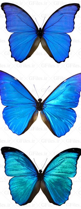 عکس با کیفیت پروانه با بال های آبی