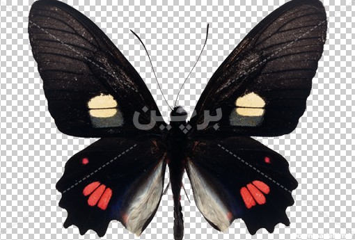 Borchin-ir-black butterfly transparent photo عکس بدون زمینه پروانه مشکی زیبا۲