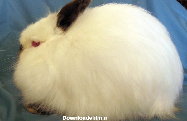 ویژگی های خرگوش پشمالو جرسی و قیمت خرید و فروش آن | جهان شیمی فیزیک