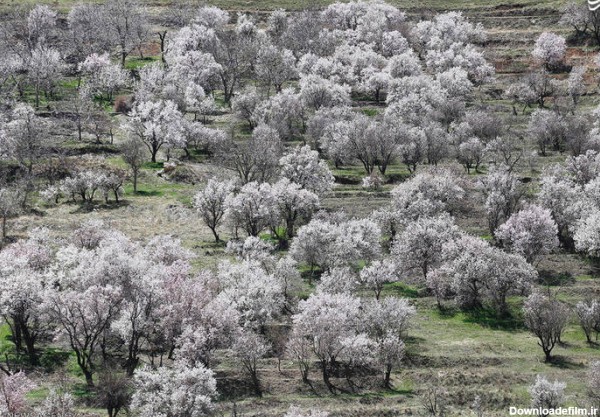 طبیعت بهاری استان همدان