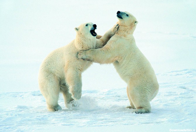 عکس خرس قطبی سفید در حال جنگ - مسترگراف
