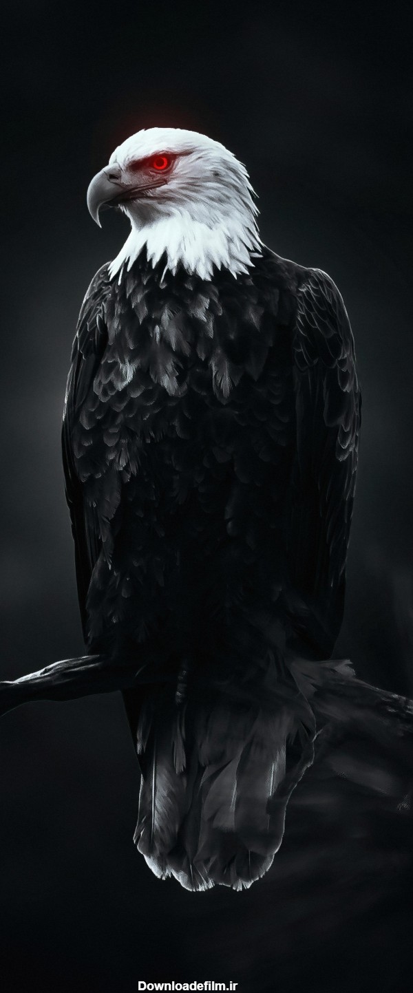 عکس عقاب سیاه برای پروفایل - عکس نودی