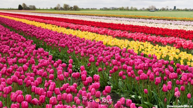 زیباترین گل های هلند | انواع گل هلندی | فاینداتور
