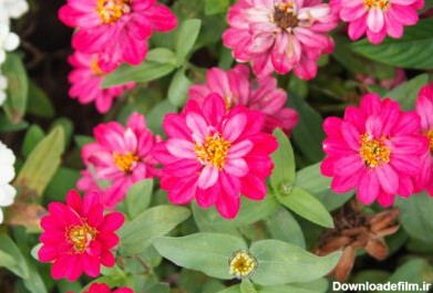 دانلود عکس گل های رنگارنگ زینیا در نمای بالای باغ