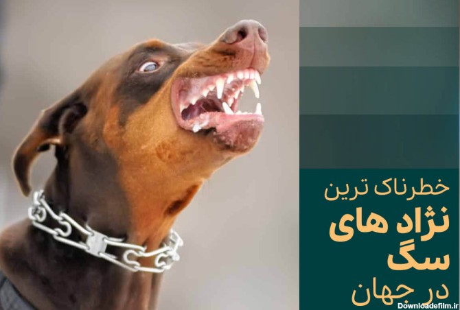 خطرناک ترین نژاد های سگ در جهان