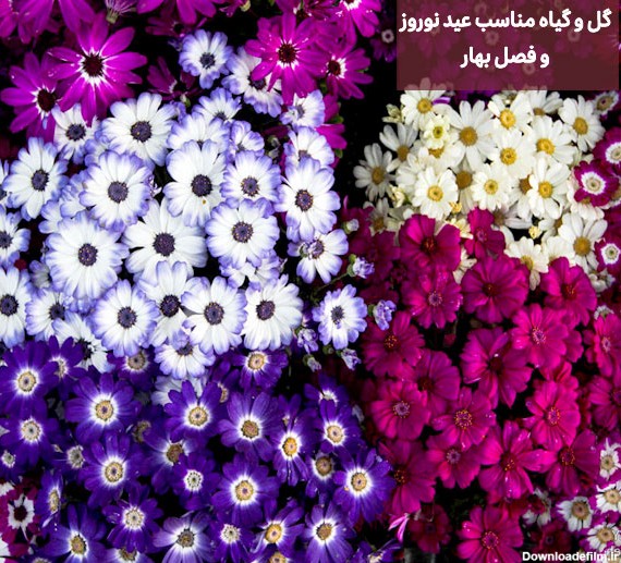 معرفی10 گل و گیاه مناسب عید نوروز و فصل بهار + عکس | گل فروشی شادیچی
