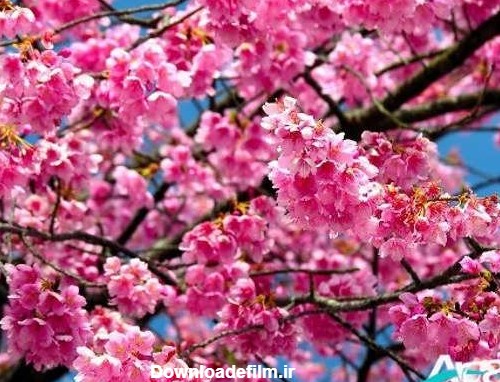 عکس طبیعت بهاری و شکوفه های بهاری درختان