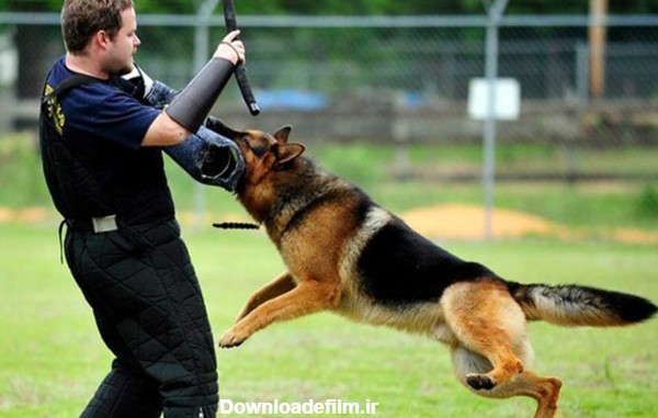 ۴ اصل مهم در تربیت سگ های گارد و نگهبان-@ITPetnet