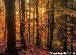 زیباترین جنگل های جهان، رویاهایی که واقعیت دارند! +تصاویر