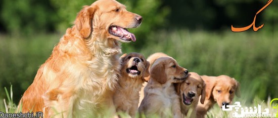 تحقیق درباره زندگی سگ ها و نژاد های آن - دانشچی