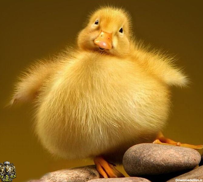 آخرین خبر | جوجه اردک چاق