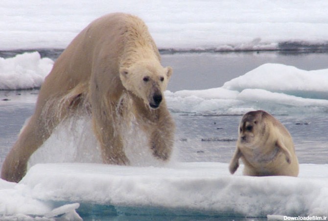 حقایقی جالب درباره عجیب‌ترین حیوانات دنیا در قطب شمال