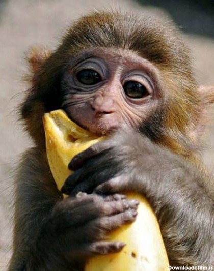 عکس خنده دار میمون ها
