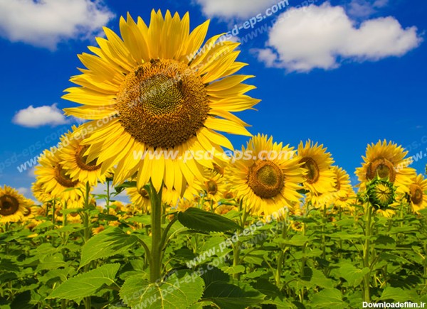 عکس با کیفیت مزرعه بزرگ آفتابگردان با گل های زیبای آفتابگردان در ...