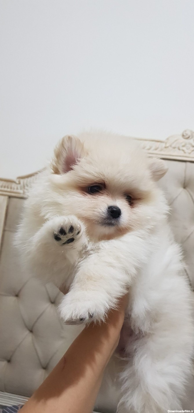 سگ پامر ۲ ماهه خرسی سفید | قیمت | پت شاپ پت سانی