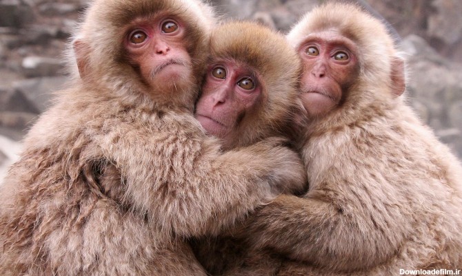 عکس چهار میمون