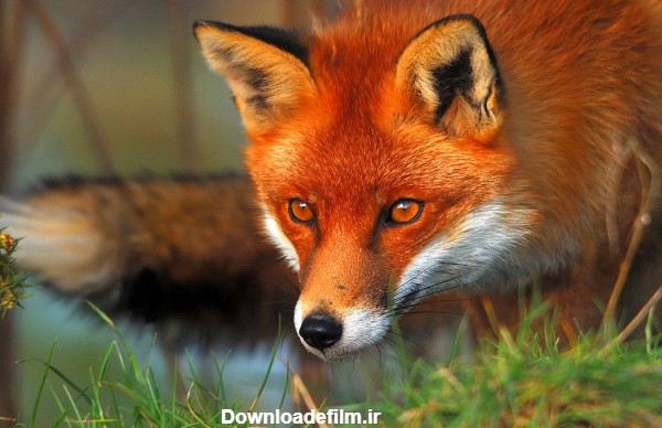 روباه قرمز red fox eyes