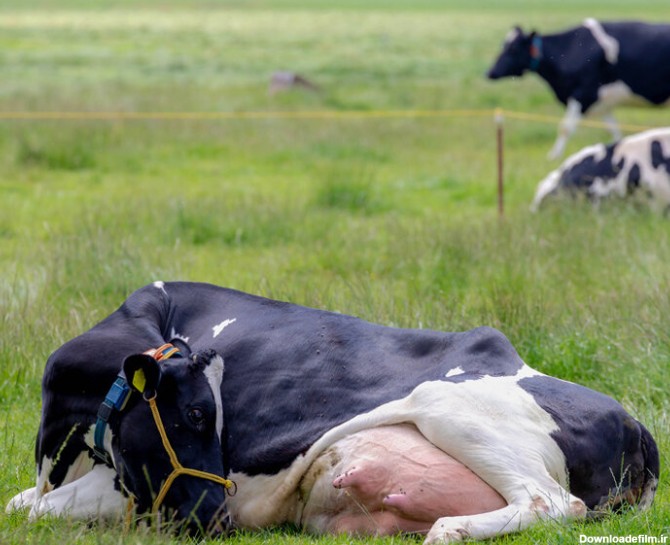 گاوی که شیر کم چرب تولید می کند!/ عکس - خبرآنلاین