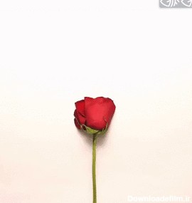 تصویر متحرک گل رز عاشقانه | گیف گیف