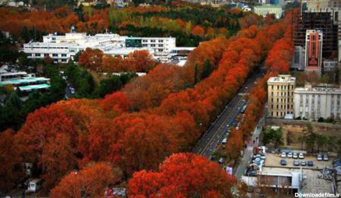 درختان چنار خیابان ولیعصر در پاییز