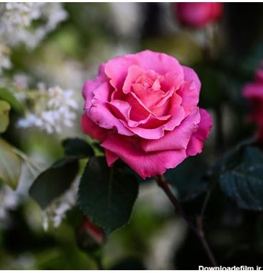 عکس طبیعت و گل های رز محمدی صورتی رنگ