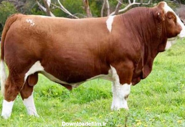 گاو نژاد سمینتال گوشتی و شیری | گوساله سیمنتال برای پرورش