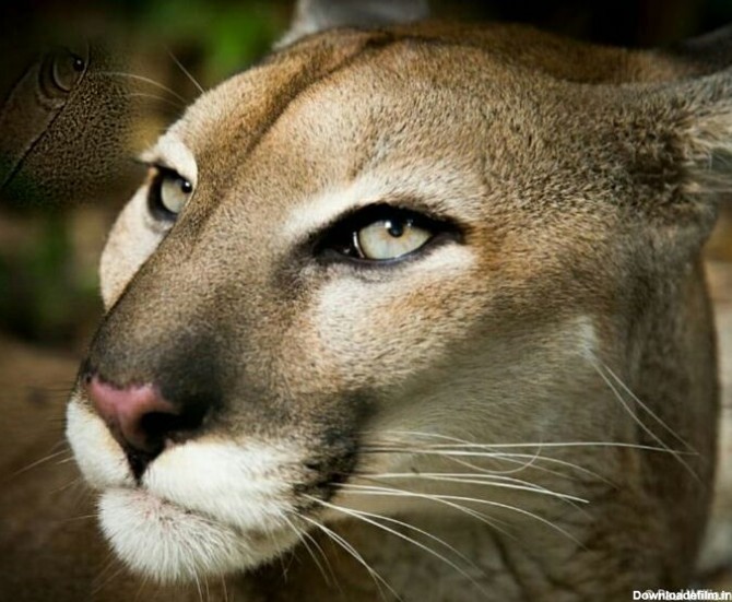 چهره بسیار خاص یک پوما (شیر کوهی) - عکس ویسگون