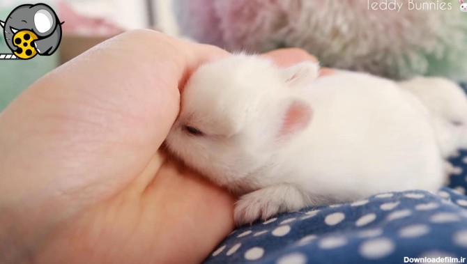 خرگوش کوچولوهای ناز دو هفته بعد از تولد چشمشون رو باز می ...