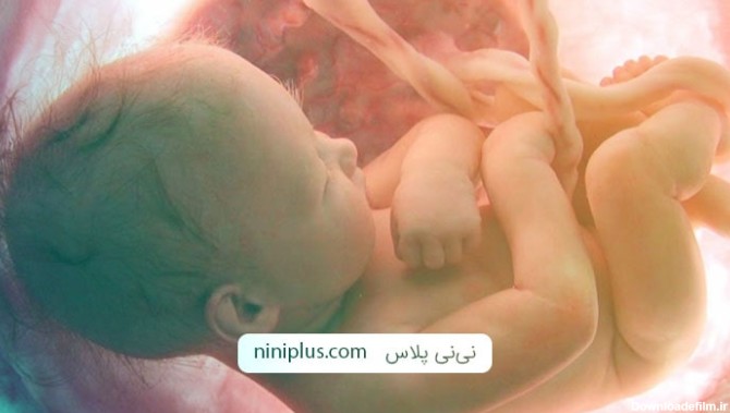 عکس نوزاد در داخل شکم مادر