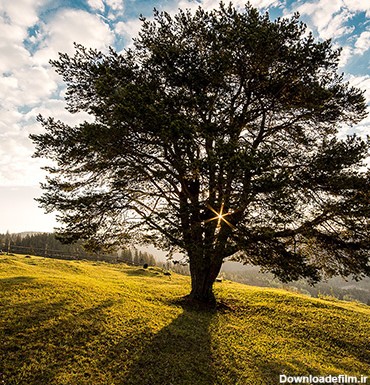 عکس درخت در طبیعت