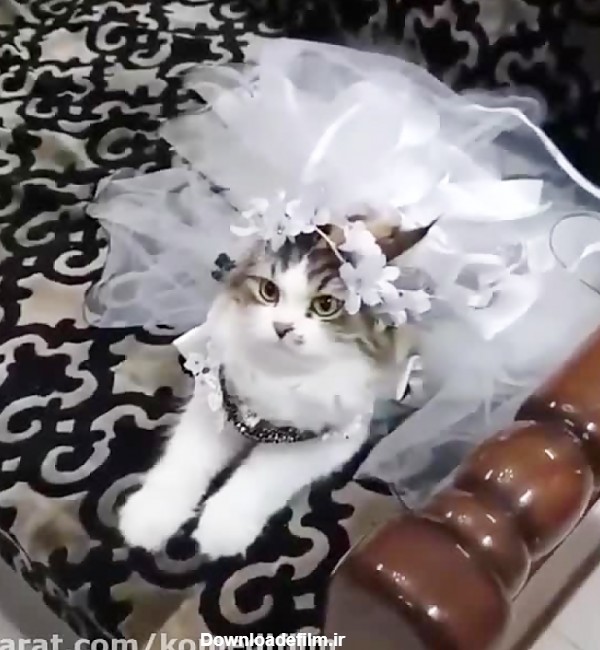 عروسی گربه ها