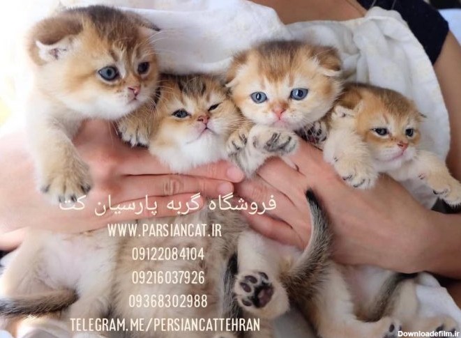 مرکز فروش گربه خانگی در تهران
