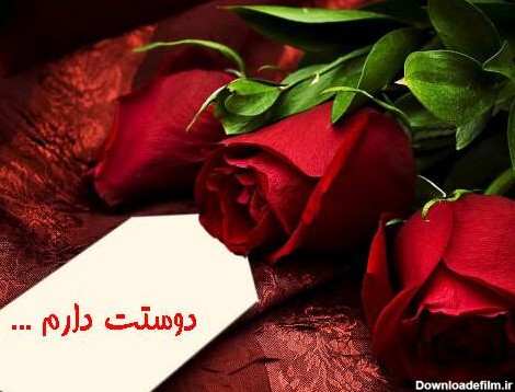 عکس گل رز قرمز و عاشقانه برای پروفایل | تبادل نظر نی نی سایت