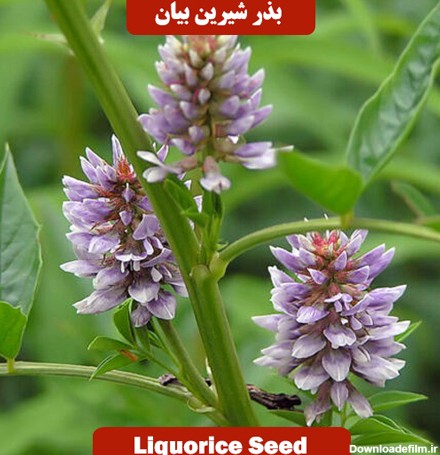 بذر شیرین بیان Liquorice Seed