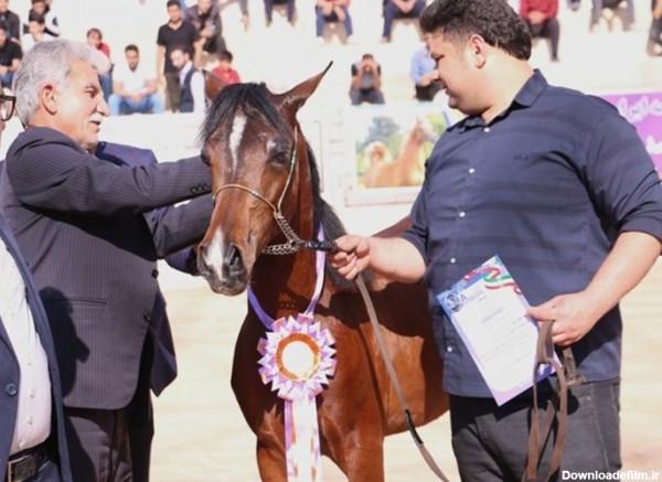 اختتامیه جشنواره ملی اسب اصیل عرب در دزفول برگزار شد