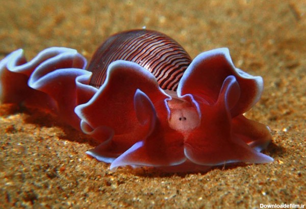 تصاویری زیبا از حلزون های دریایی در اعماق اقیانوس ها