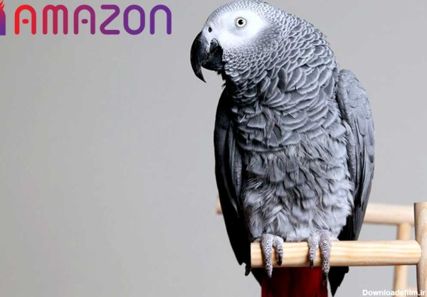 طوطی خاکستری - مجموعه پرورش حیوانات خانگی آمازون زوو - فروش تجهیزات